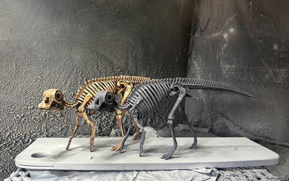 Two sculptures of Maiasaura hatchling skeletons. One painted in a 'boney' finish, the other in a 'fossil' grey.