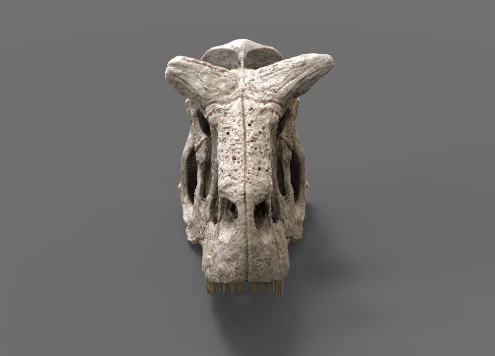 Render of a Carnotaurus skull, no mandible. Viewed from the front.