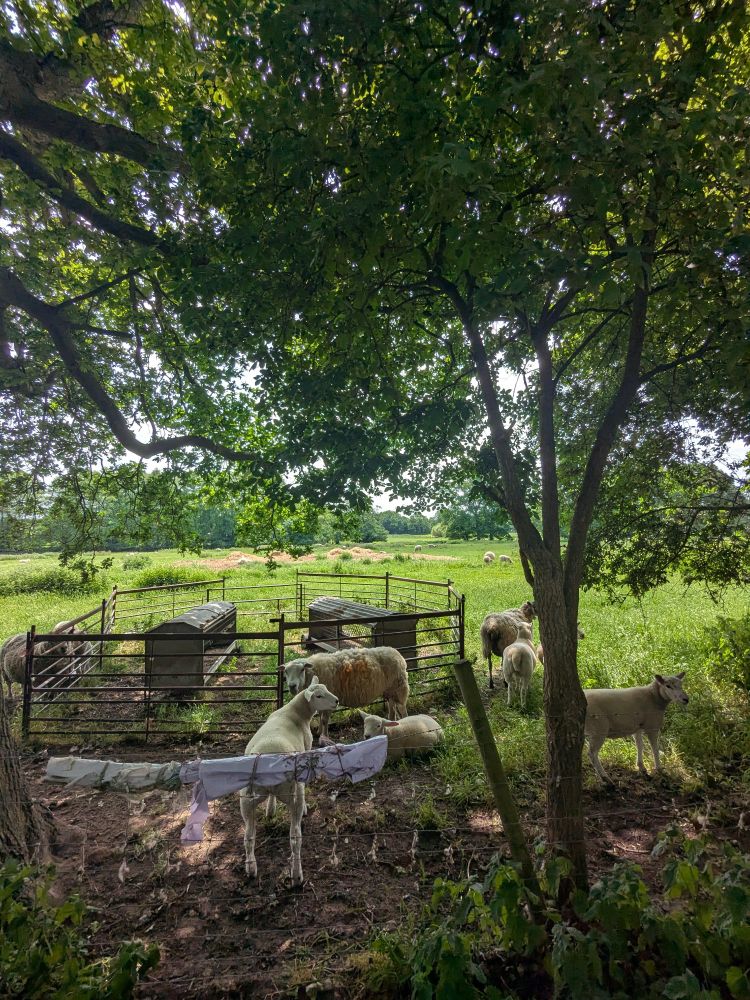 Photo shows sheep and lamps in a sunny, grassy field with a gated pen in it 