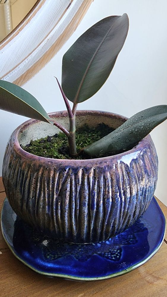 Rubber Fig, also known as Ficus elastica in a handmade ceramic plantpot.