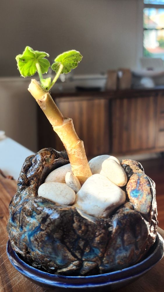 Small geranium plant in handmade pottery dish