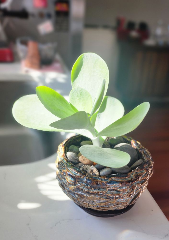 Kalanchoe Luciae in a custom-made plantpot