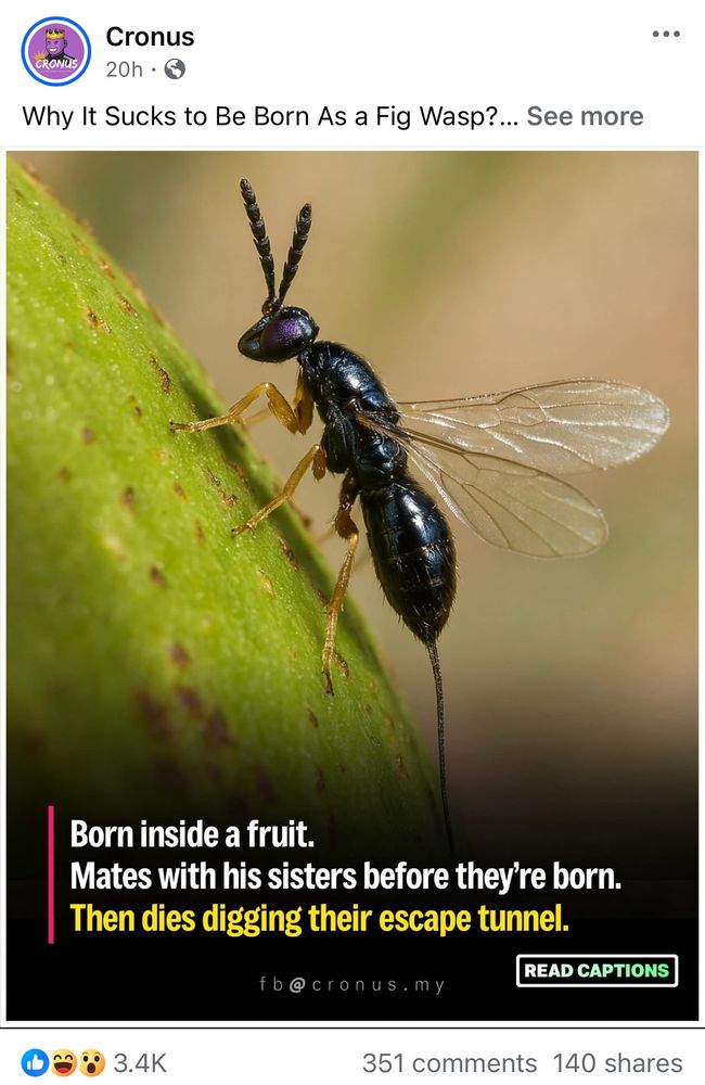 “Why it sucks to be born as a fig wasp”