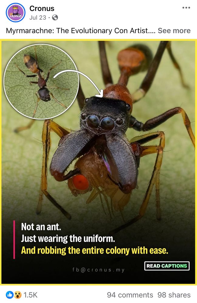 “Myrmarachne: the evolutionary con artist”