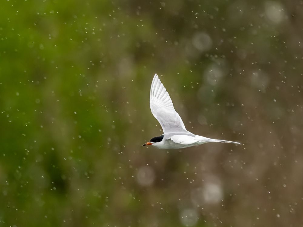 a Foster's Tern photo midflight, flying in profile through heavy rain frozen by the shutter speed