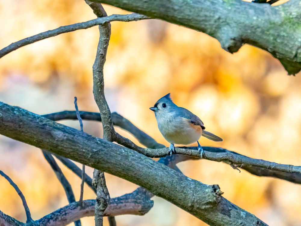 a pretty and round tufted titmouse against an autumnal bokeh background