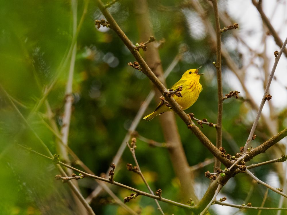 a yellow warbler signing on a branch in the spring forest before the rain