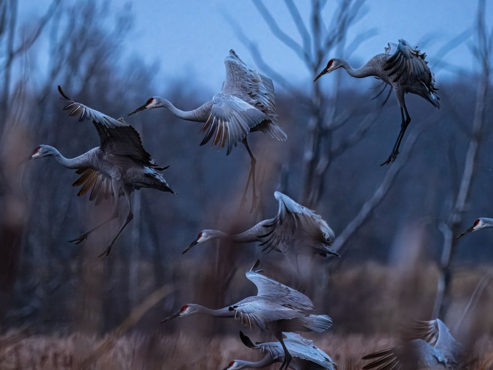 A Ballad of Benediction - photo by me of a flock of Sandhill Cranes landing in twilight
