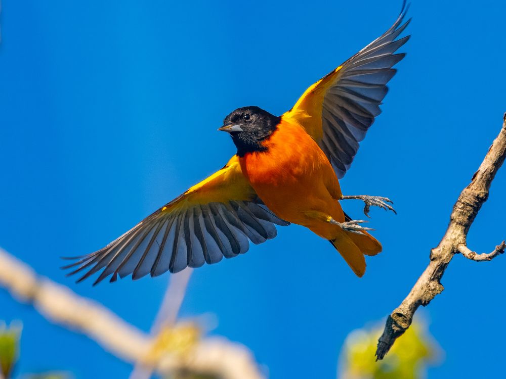 a baltimore oriole leaps sideways off a branch, with wings spread wide enough to show their partial translucence 