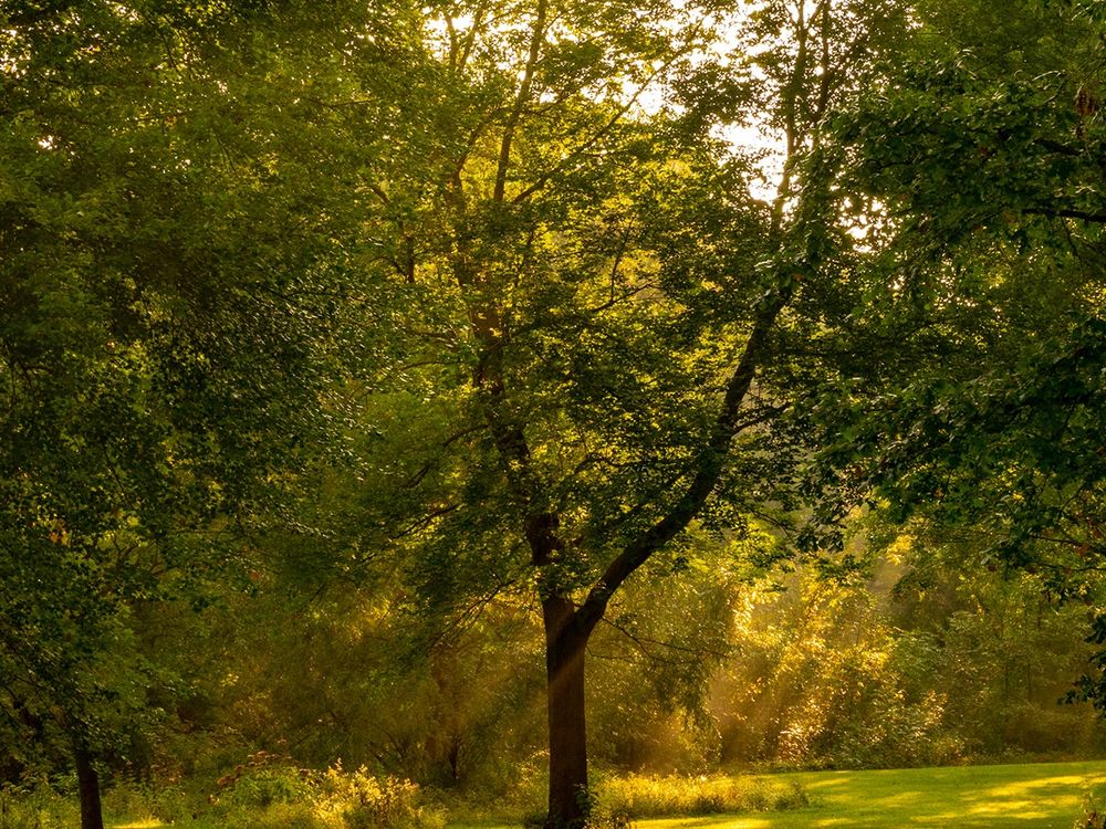 sunlight streaming through leaves onto a stately tree at Hudson Mills metropark 