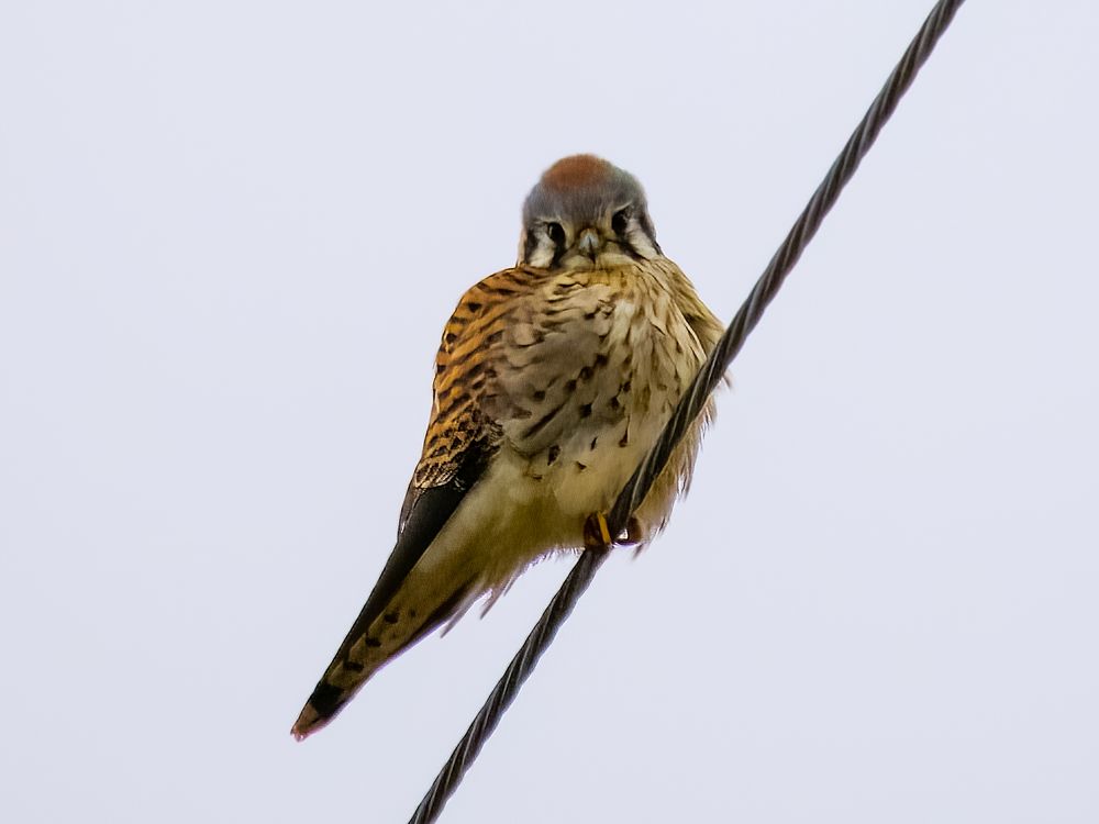 floofy american kestrel sitting on a power line, looking directly at my camera
