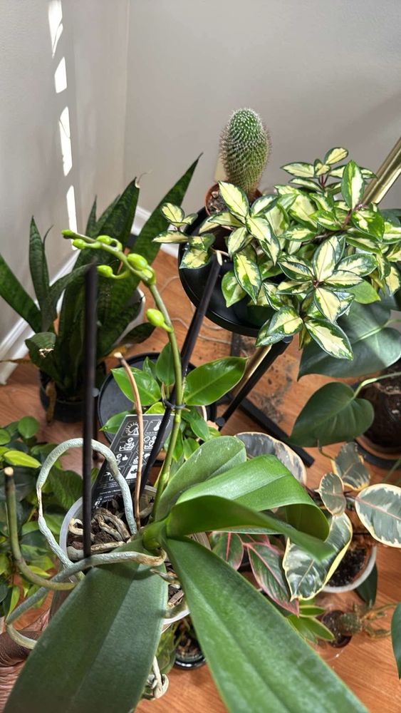 Image of an orchid with new flower buds. Orchid is lifted above an assortment of other houseplants.