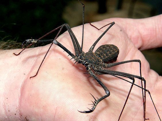 a whip spider on a human hand, pedipals all extended 