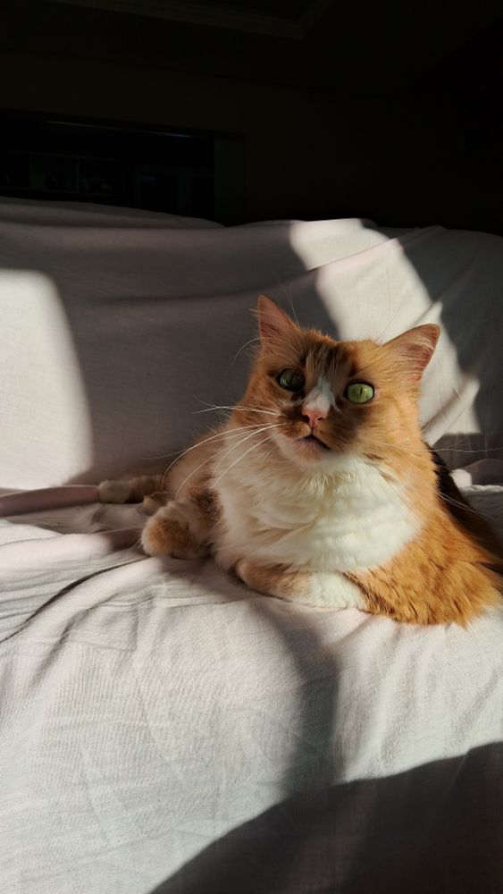 foto de uma gata laranja com branco e olhos amarelos, focinho rosa, olhando para a frente, acomodada em um sofá de dois lugares coberto por um lençol liso rosa claro. o sol ilumina parcialmente a gatinha.