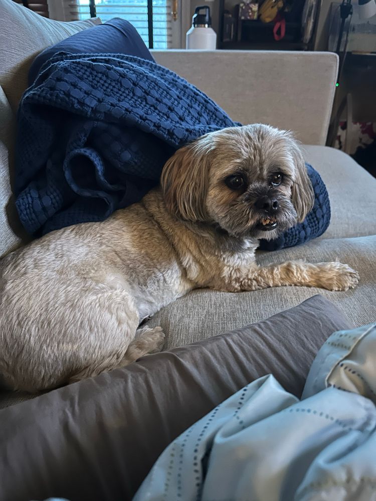 Gray Lhasa apso dog with brown ears and black nose on a gray couch by a blue blanket 
