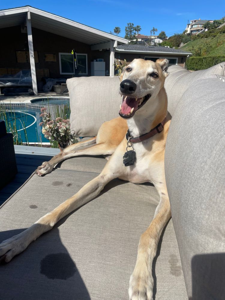 A happy fawn greyhound called Moki. 