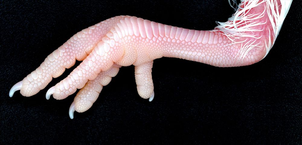 Hatchling chicken leg showing precisely patterned scales