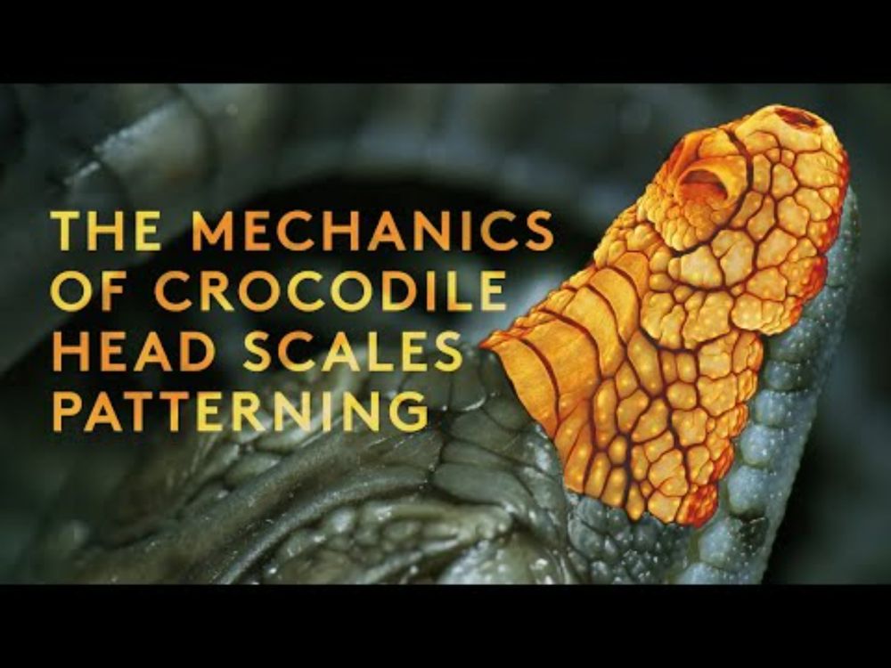 The mechanics of crocodile head scales patterning