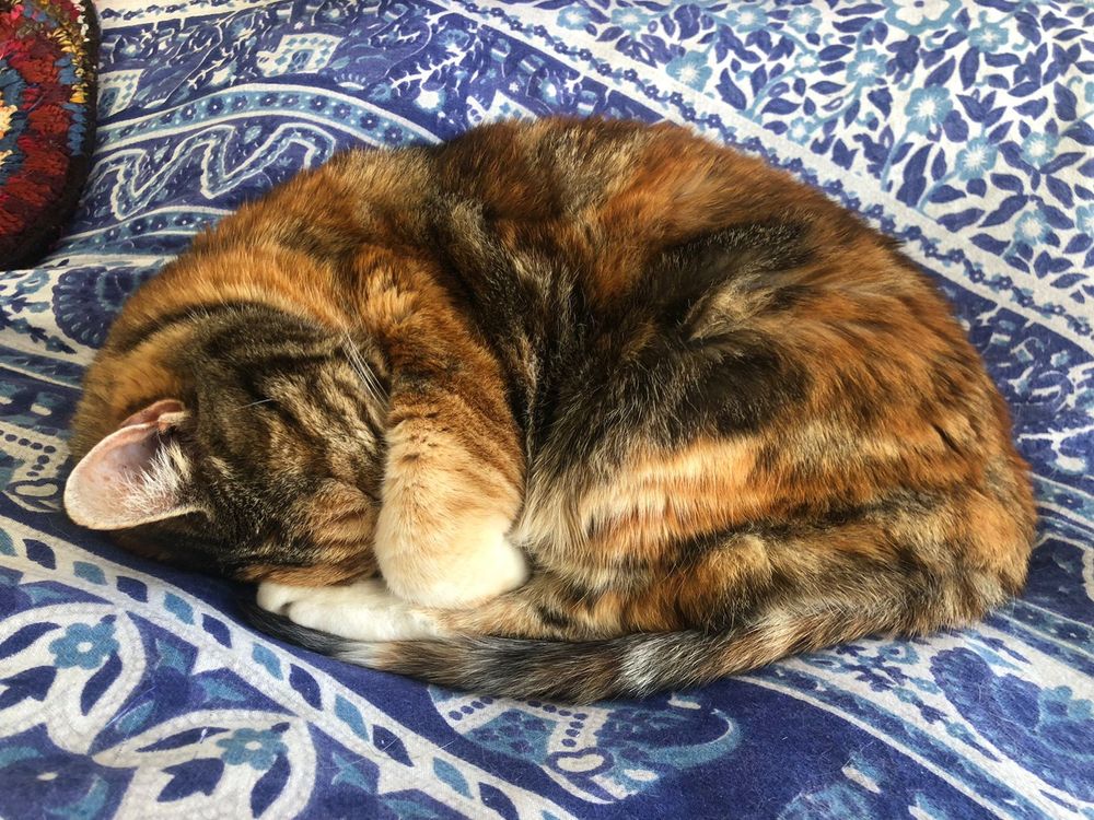 Beautiful sort-of tortoiseshell kitty sleeping in tight knot, with shades of shortbread, ginger, rust-red and dark grey in her coat
