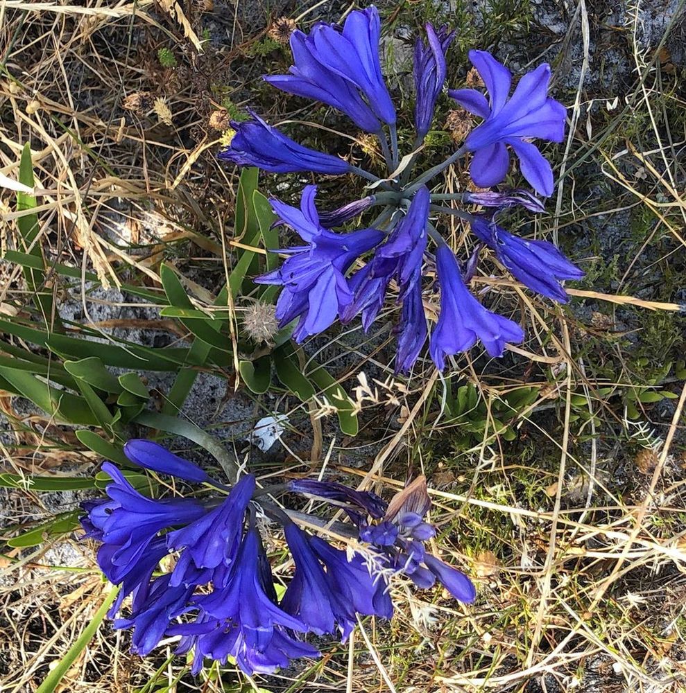 Intensely blue flowerheads (wild agapanthus) caught in dry grasses on a South African mountain slope.