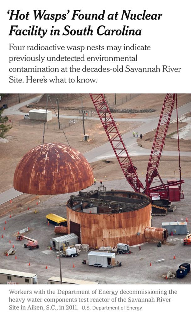 'hot wasps' found at nuclear facility in South Carolina. 