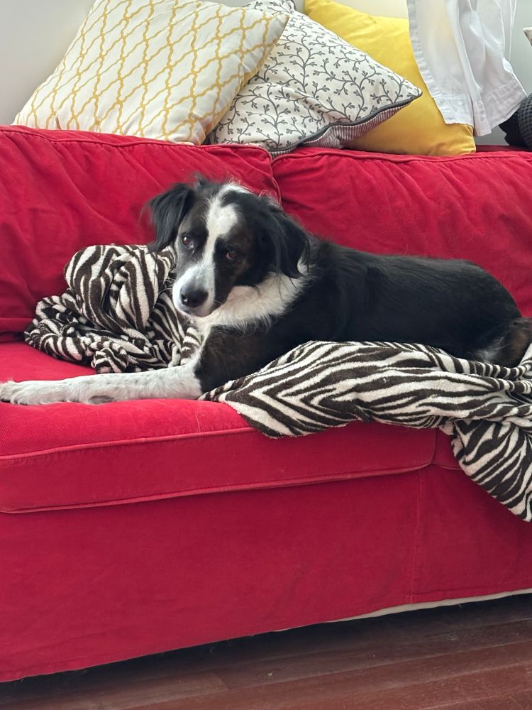 Border collie mix dog looking over from a red couch 