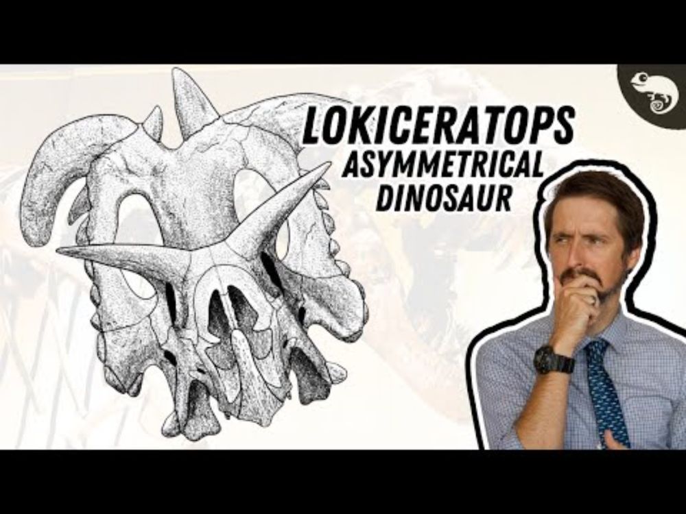 This Wonky New Ceratopsian Is Changing Our Understanding of Dinosaurs!