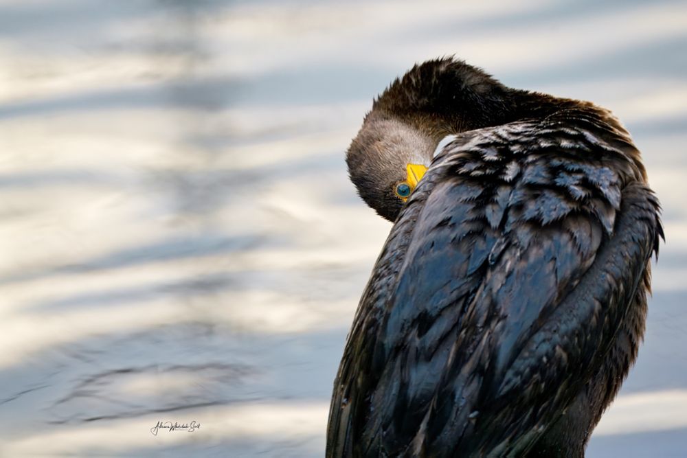The plumage of cormorants is not fully waterproof and becomes wet when they dive through the water to catch their prey. By absorbing water, their plumage reduces the cormorants’ buoyancy, which helps them be more maneuverable. 