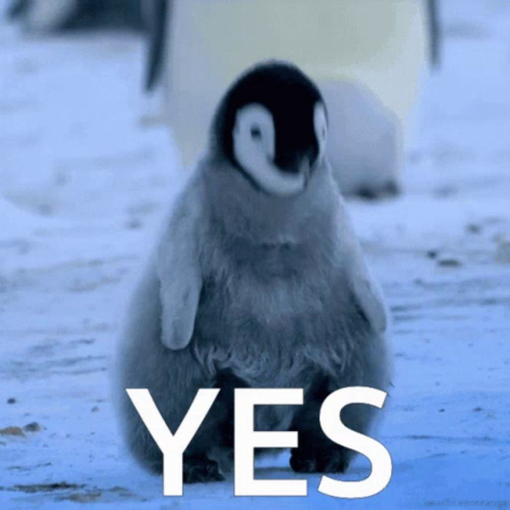 Yes Penguin GIF