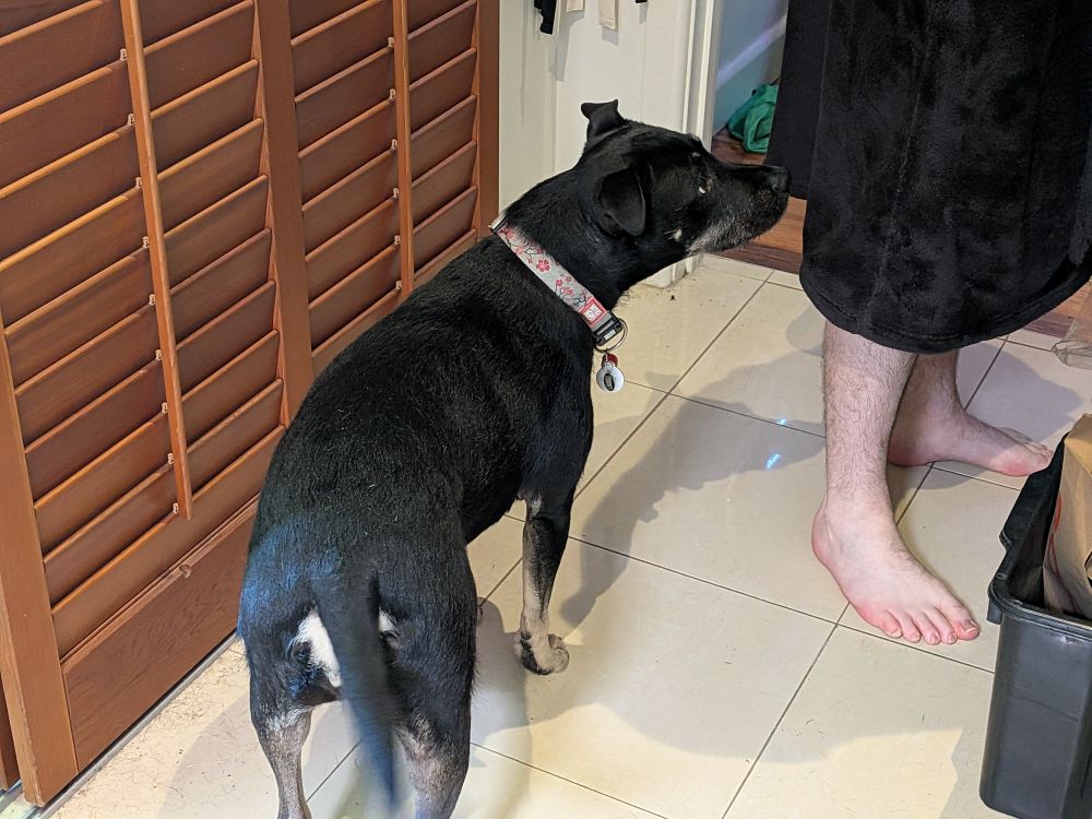 Black dog with floral collar awaiting treats (that tail be waggin)
