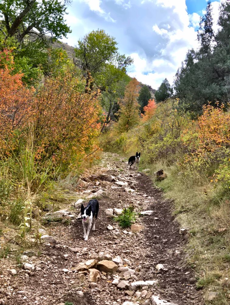 On a rocky trail through fall colored trees, 2 Border Collies wait. 