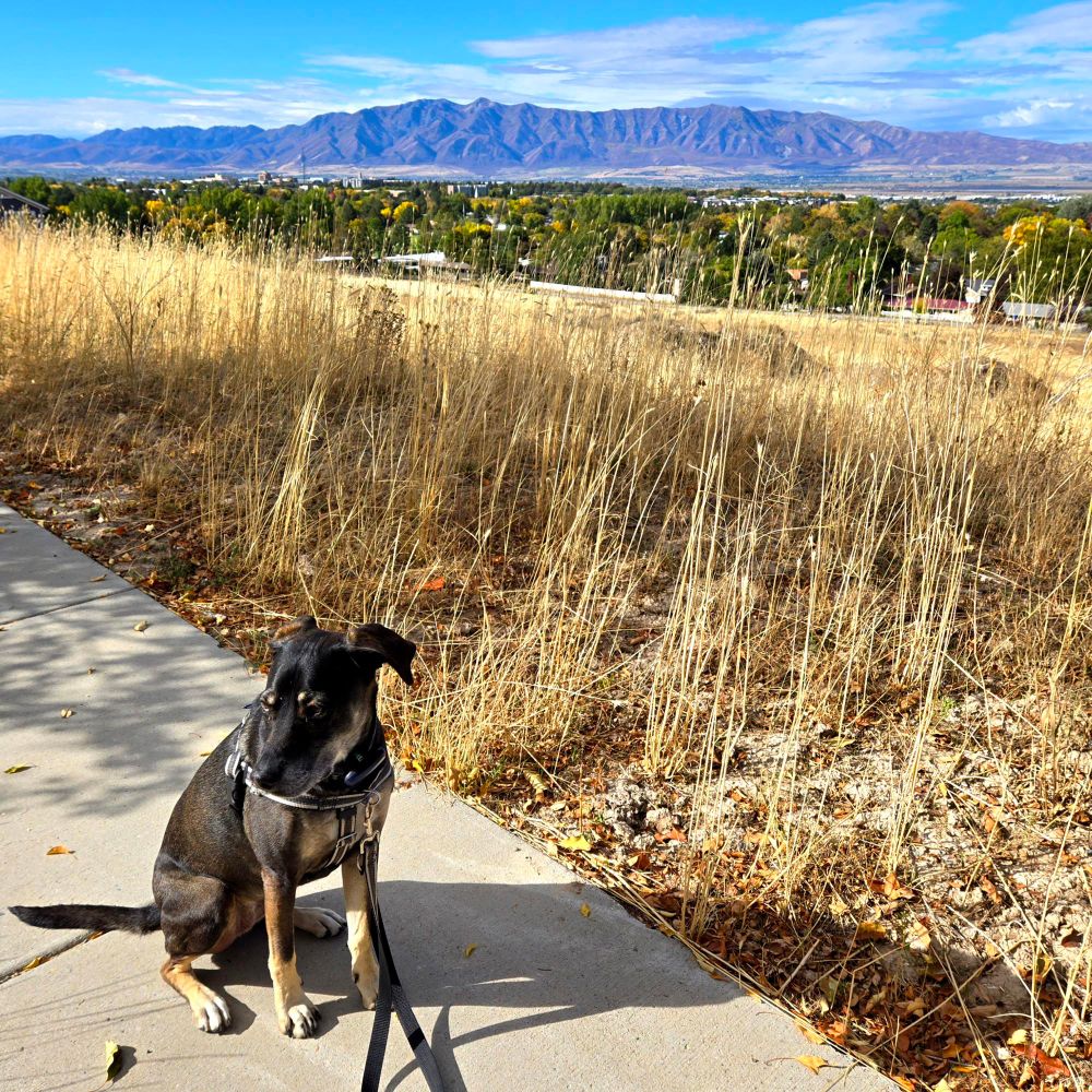 A dog sitting on a sidewalk with mountains in the distance. 