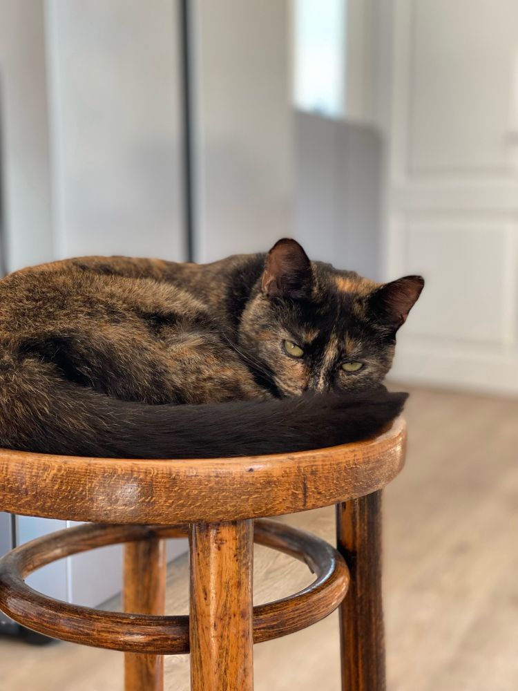 Cat lying down on a stool