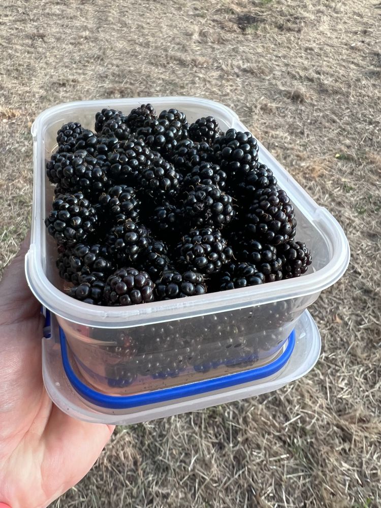 A tub filled with freshly picked blackberries 