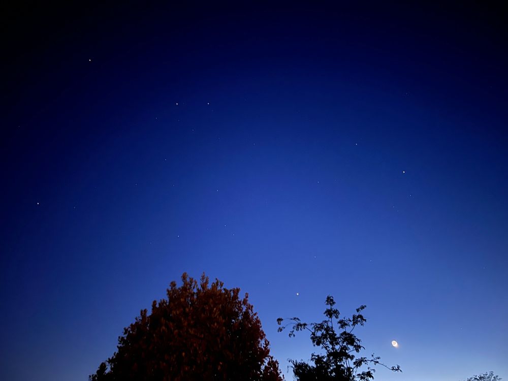 Late evening tones of blue sky with the moon and stars showing and the silhouette of some bushes 

