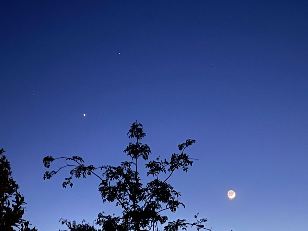 Late evening tones of blue sky with the moon and stars showing and the silhouette of some bushes 
