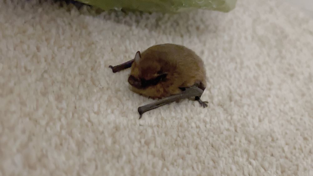 A bat sat on carpet 