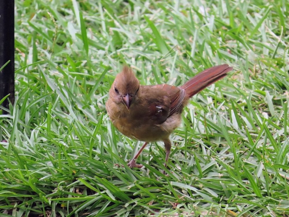 A young cardinal looks through the grass for scattered seed