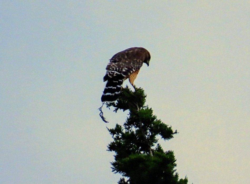 A red shouldered hawk commands the top our the red cedar tree.
