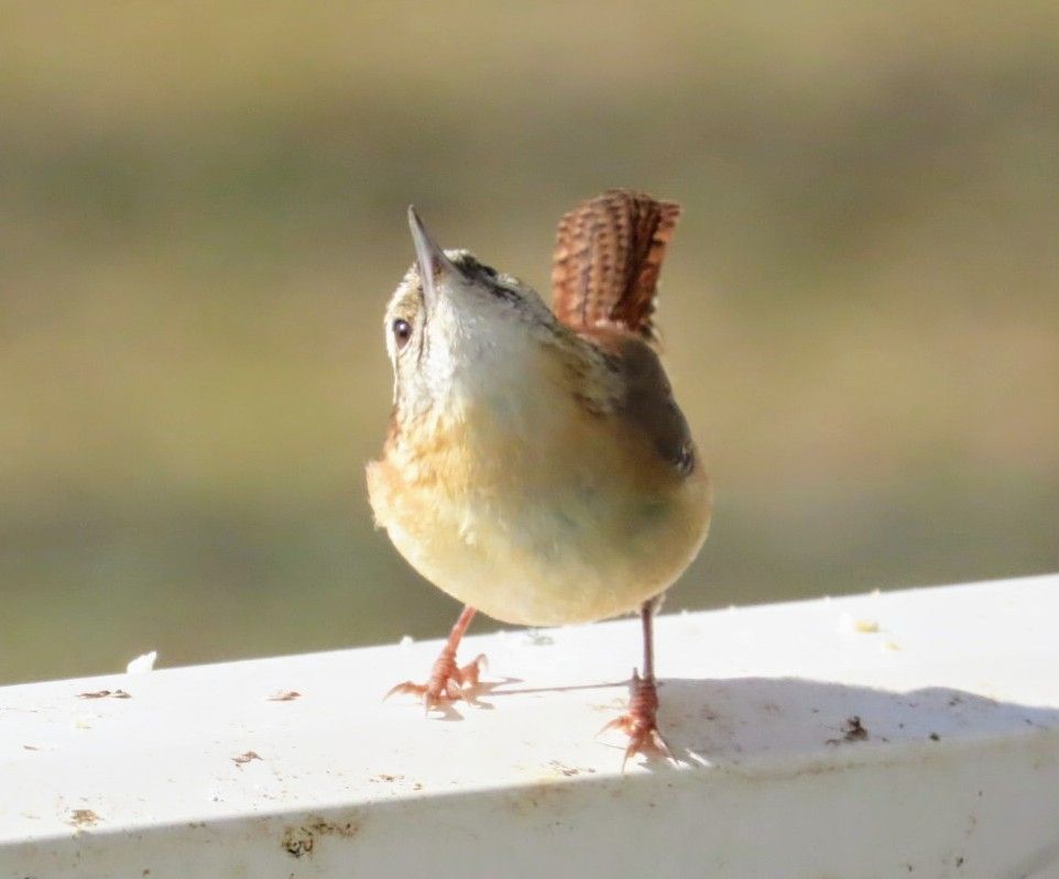 A Carolina Wren is looking up from a white porch rail