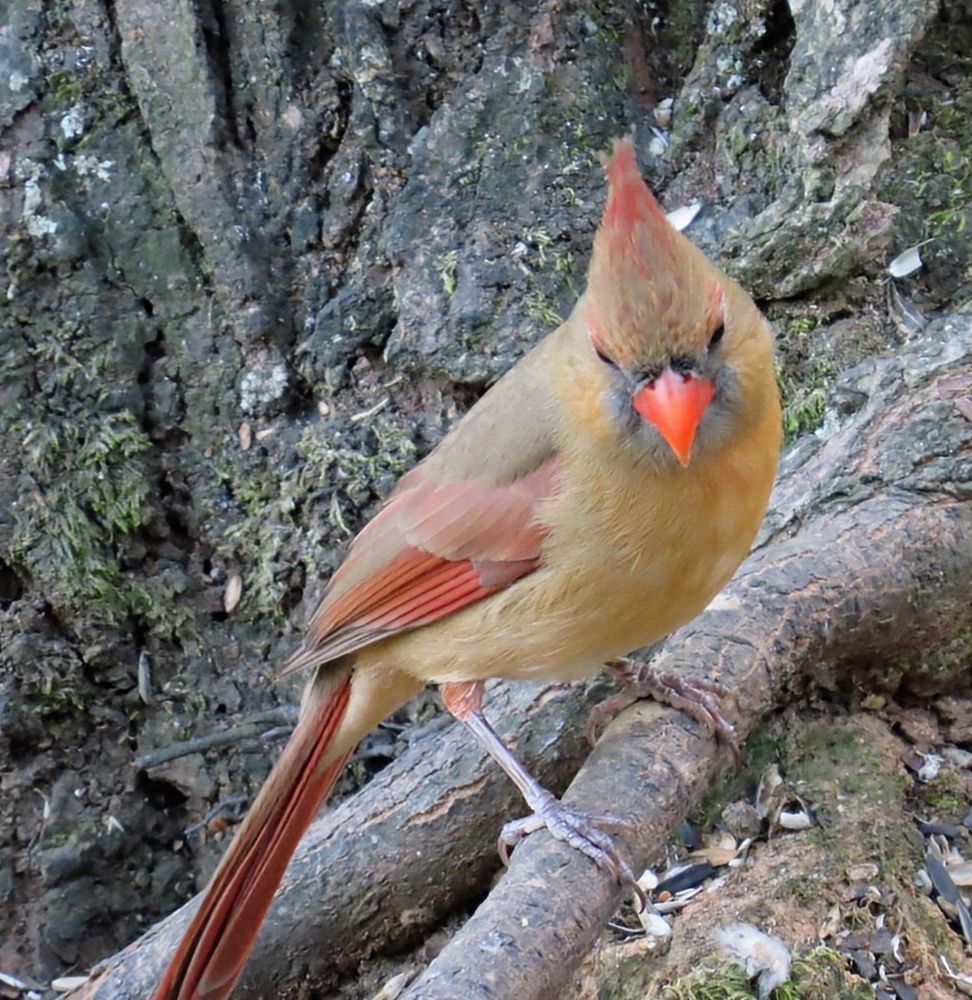 The cardinal's head is tilted a she looks at the ground.