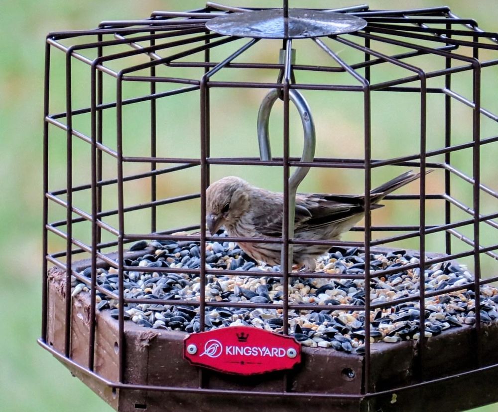 A young house finch is standing on a pile of birdseed in a feeder
