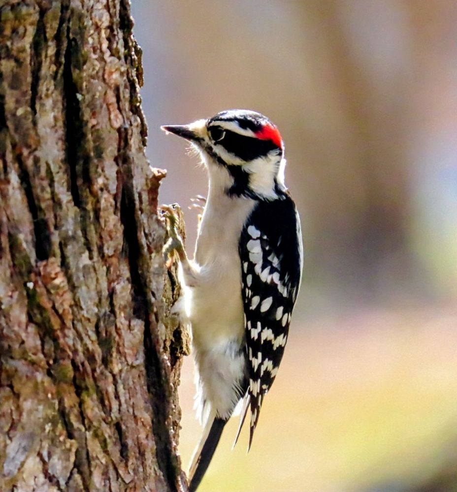 A black and white woodpecker is going up the side of a tree