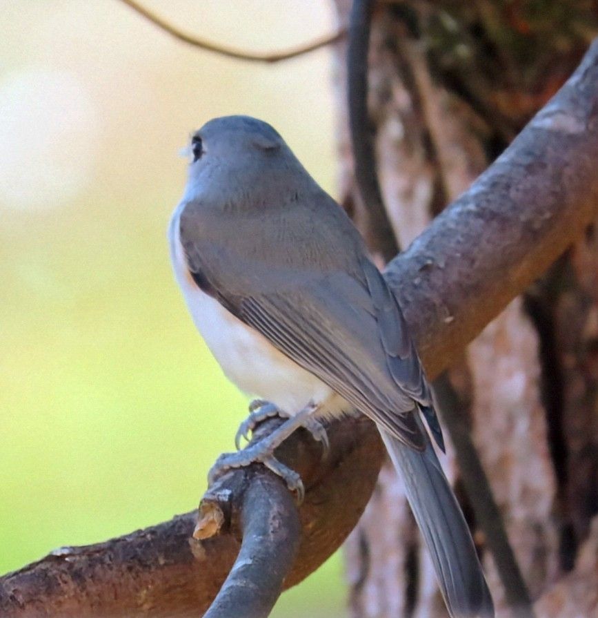 A bluish gray bird with a white belly looks out from a maple tree