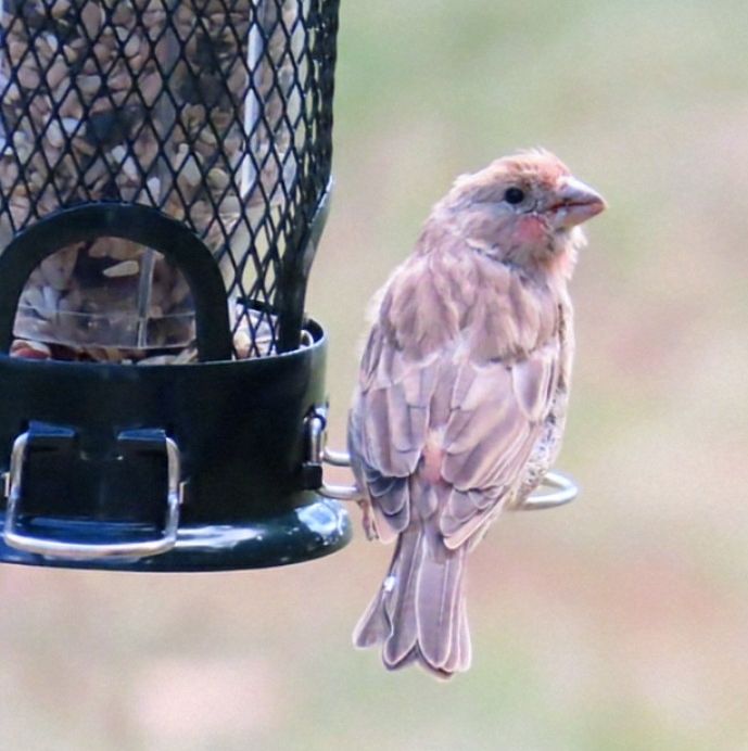 A juvenile male house finch is beside a feeder