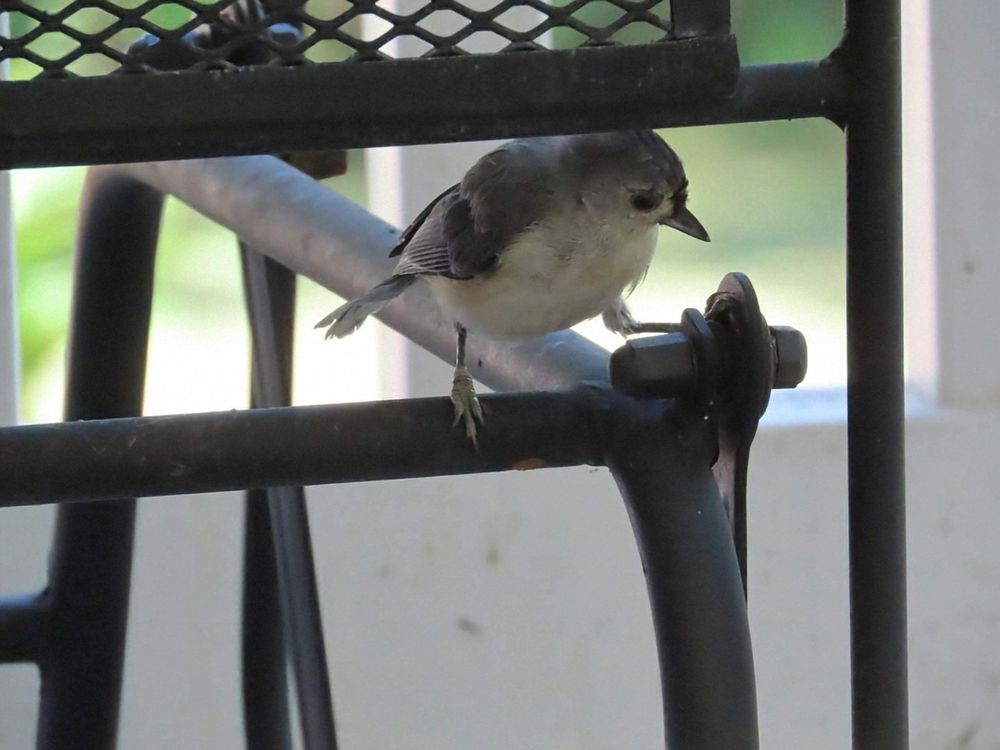 A tufted titmouse is playing under a porch glider. 