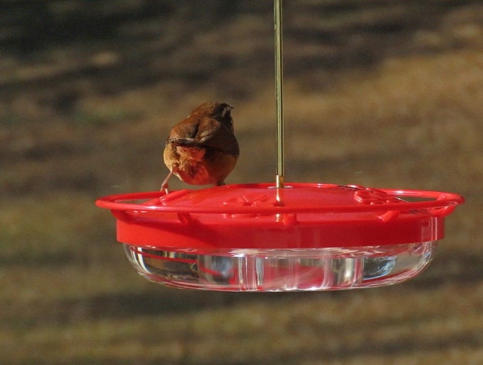 The back of a Carolina Wren on top of a red feeder