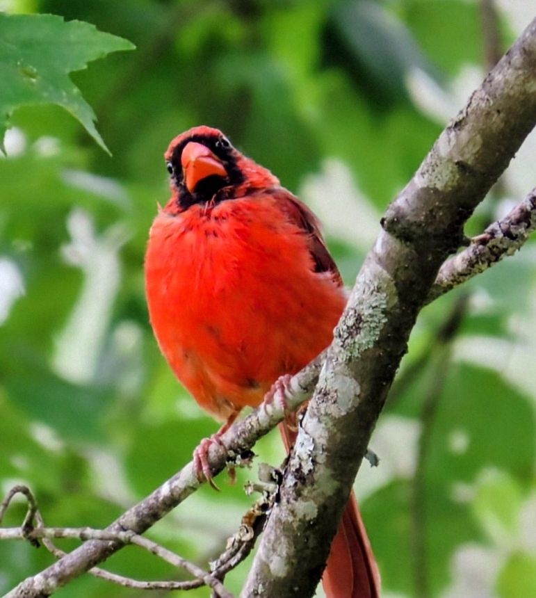 A bright red cardinal is perched on a branch head tilted with a questioning look.