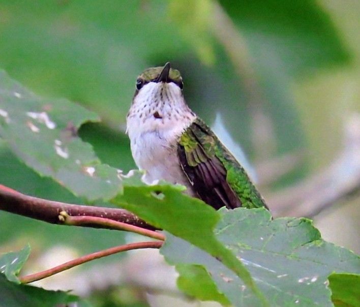 A ruby throated hummingbird is perched on a branch behind a leaf.