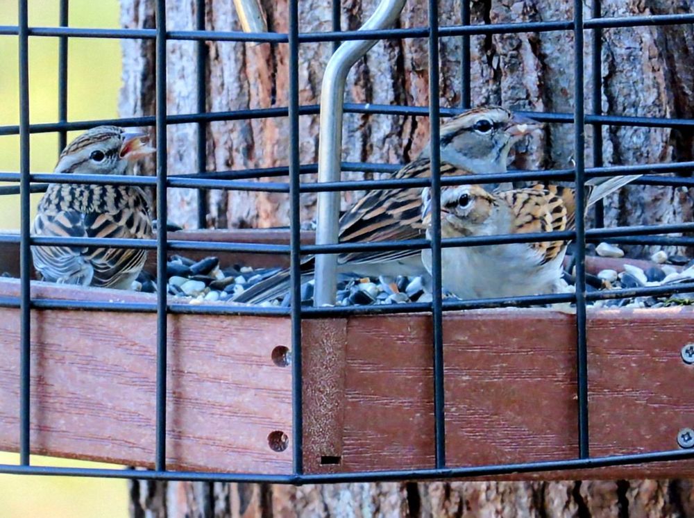Three sparrows are eating seeds in a feeder on a tree.